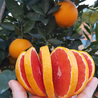 Piantina di limone/albero di limone di agrumi arancioni all'ingrosso della piantina di albero da frutto Myrica Rubra